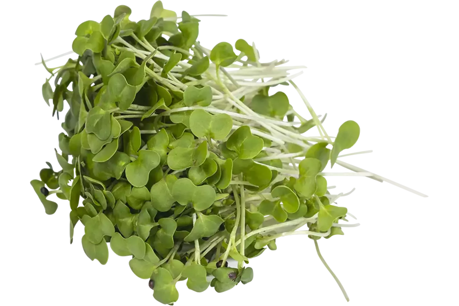 Broccoletti rapini 50gr stuk 1